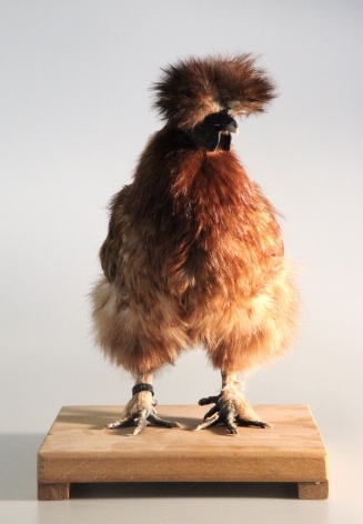 Koen Vanmechelen Mechelse Silky 14th Generation Cosmopolitan Chicken Project taxidermied chicken, 15.5 x 10 x 12 inches