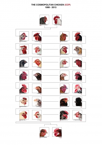 KOEN VANMECHELEN Cosmopolitan Chicken Project (C.C.P.), 1999-2013 Pedigree installation