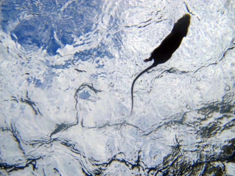 ADAM STENNETT Mouse Swimming Overhead 2004, video, run time: 9:18