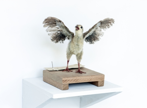 KOEN VANMECHELEN Leaving Paradise 2013, taxidermied Red Jungle Fowl (chick), wood, 8 x 8 x 8 inches
