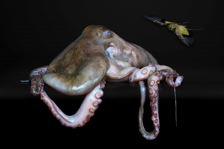 Agniet Snoep Still Life Series Octopus